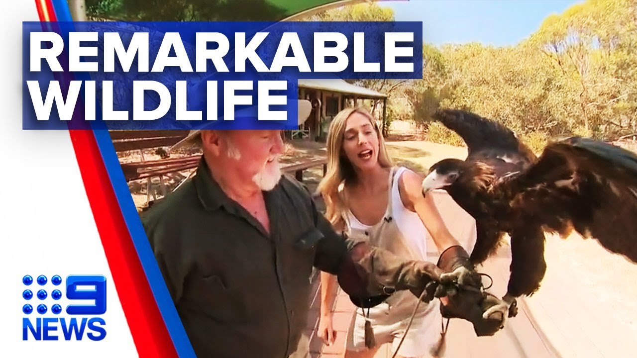 Kangaroo Island wildlife park re-opens after bushfires | Nine News Australia