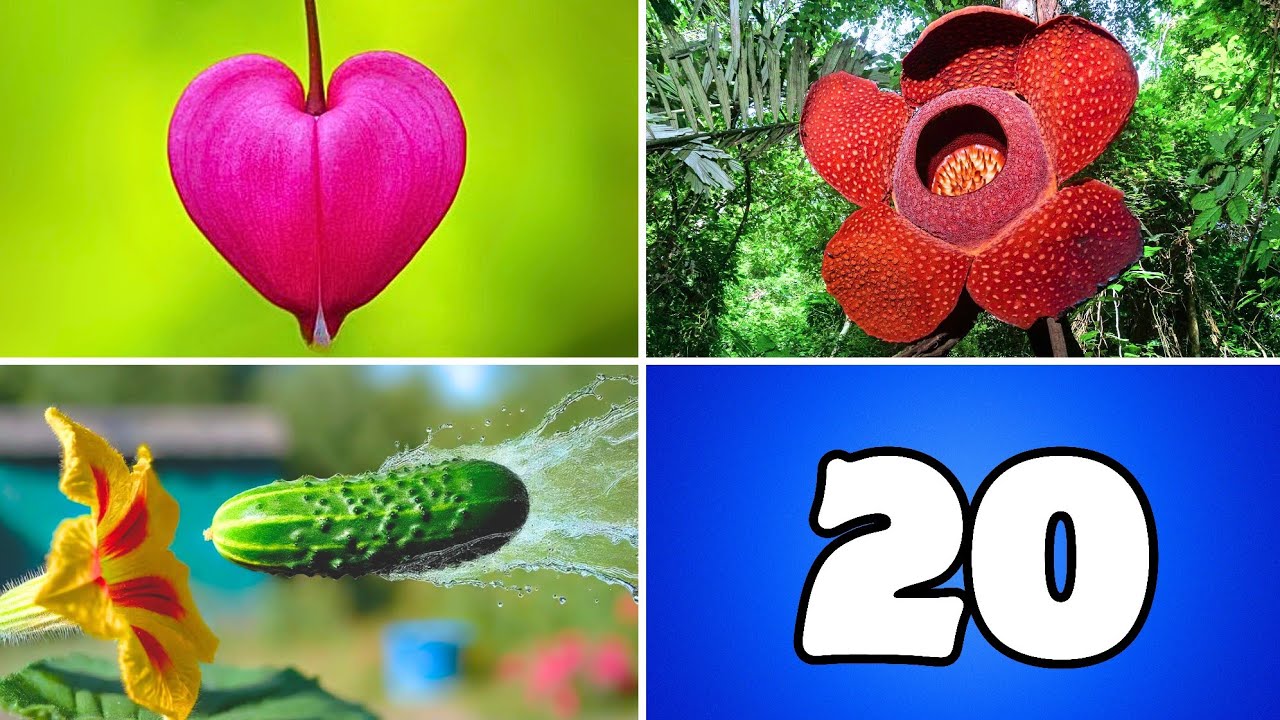 &iexcl;20 PLANTAS EX&Oacute;TICAS QUE TE SORPRENDER&Aacute;N!