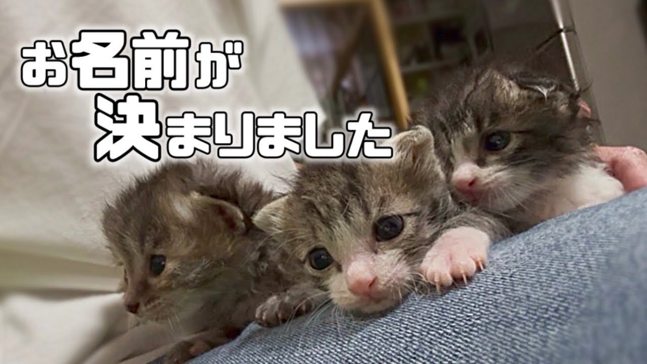 【保護犬・猫】チビ猫たちのお名前発表 ♪と、赤い糸「vol 463」