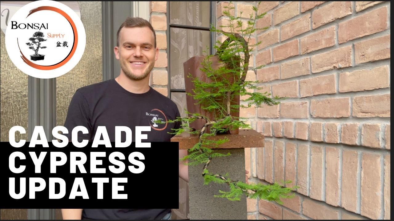 Bald cypress cascade update | The Bonsai Supply