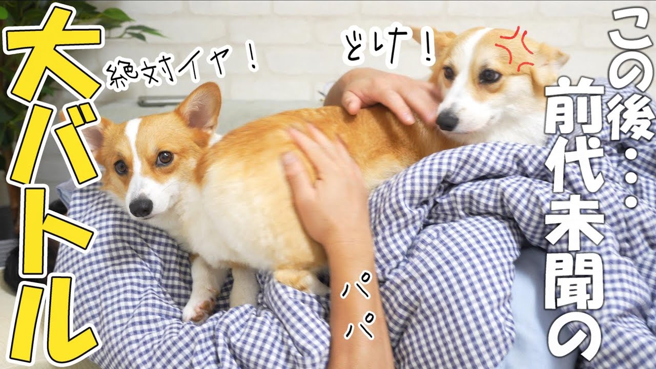 怒りん坊の妹犬と優しい姉犬が激しい争奪戦の結果が前代未聞過ぎました
