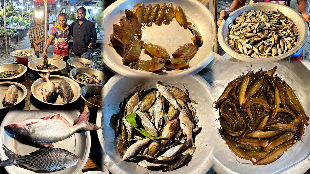 বেলাই বিলের লাল কই, শোল, মাগুর, পুটিমাছ, রানি খইলশা, রুই, কাতল, পাঙ্গাশ, শিং, পাঁচমিশালী মাছের দাম 👍