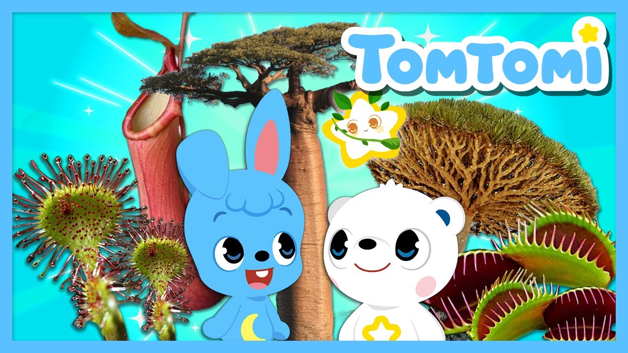 Tomtomi’s Starry Stars, Plant Star⭐️ | Weird Plants You Won’t Believe Are Real👀 | Carnivorous Plants