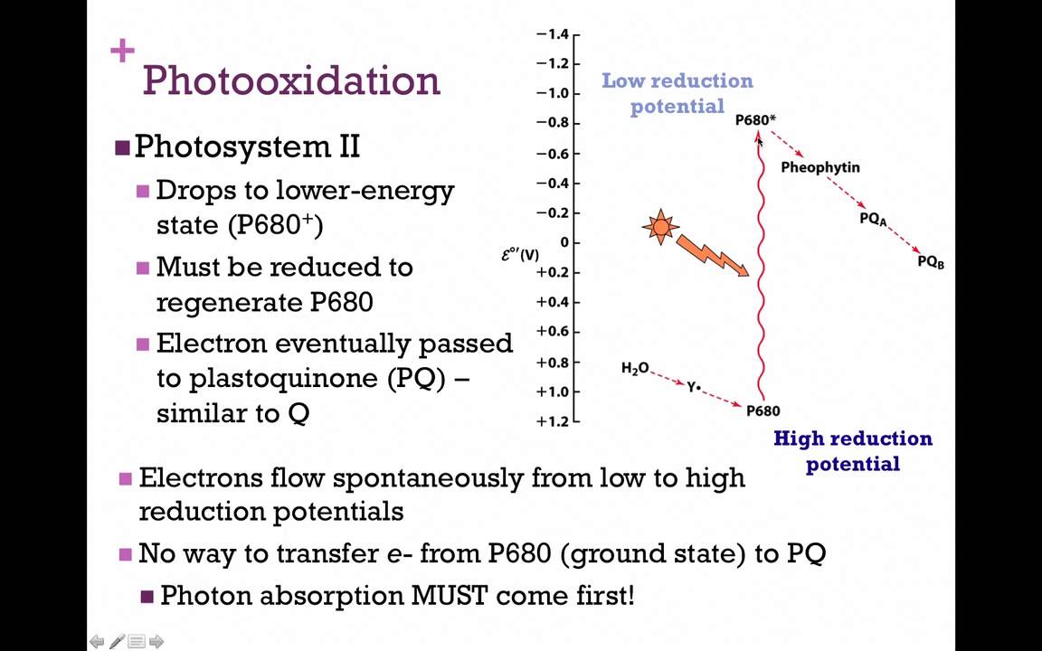 114-Photosystem II