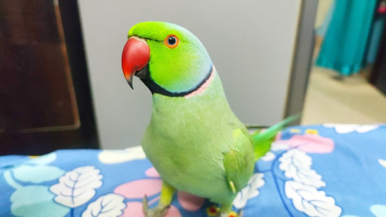 Sab Kuch Bolne wala Mitthu || Parrot talking everything || Mummy Papa
