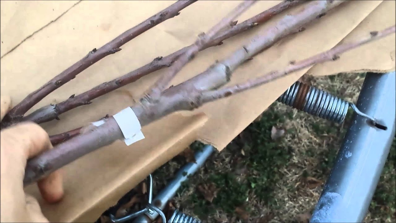 New Shipment of Muscadine Vines and Cherry Trees from Ison's Nursery