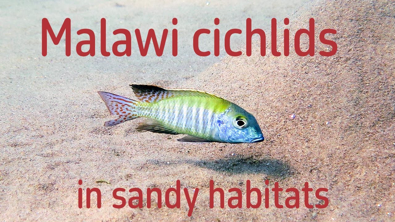 Cichlids in sandy habitats Lake Malawi