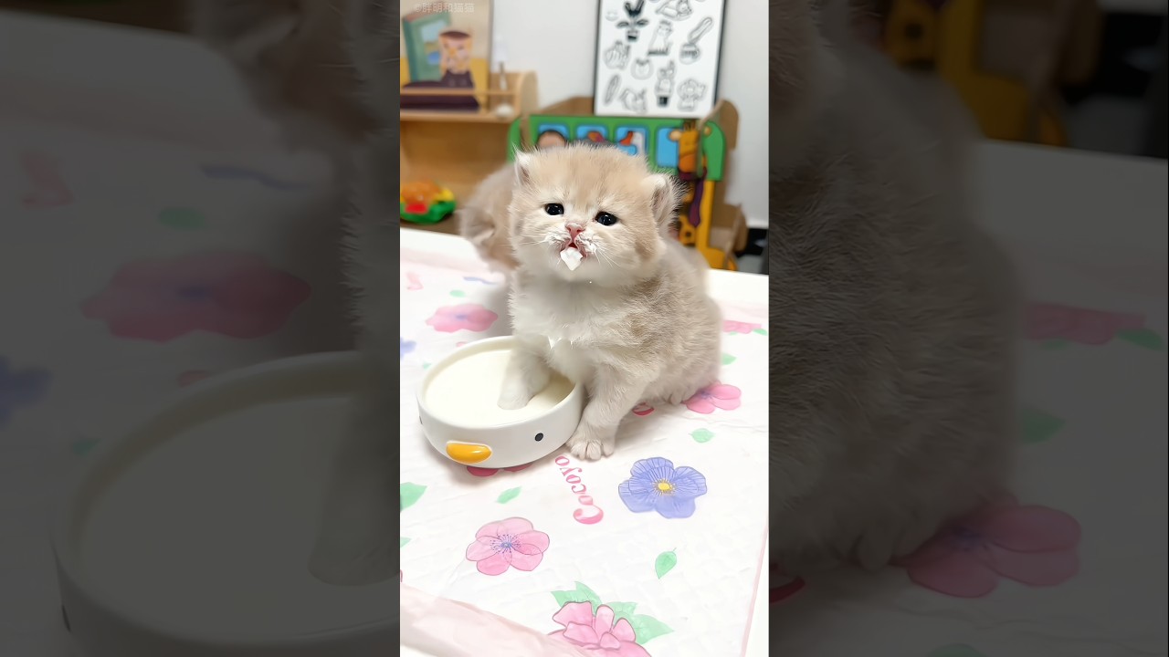 Tiny Kittens Make a Mess While Drinking Milk 😹❤️