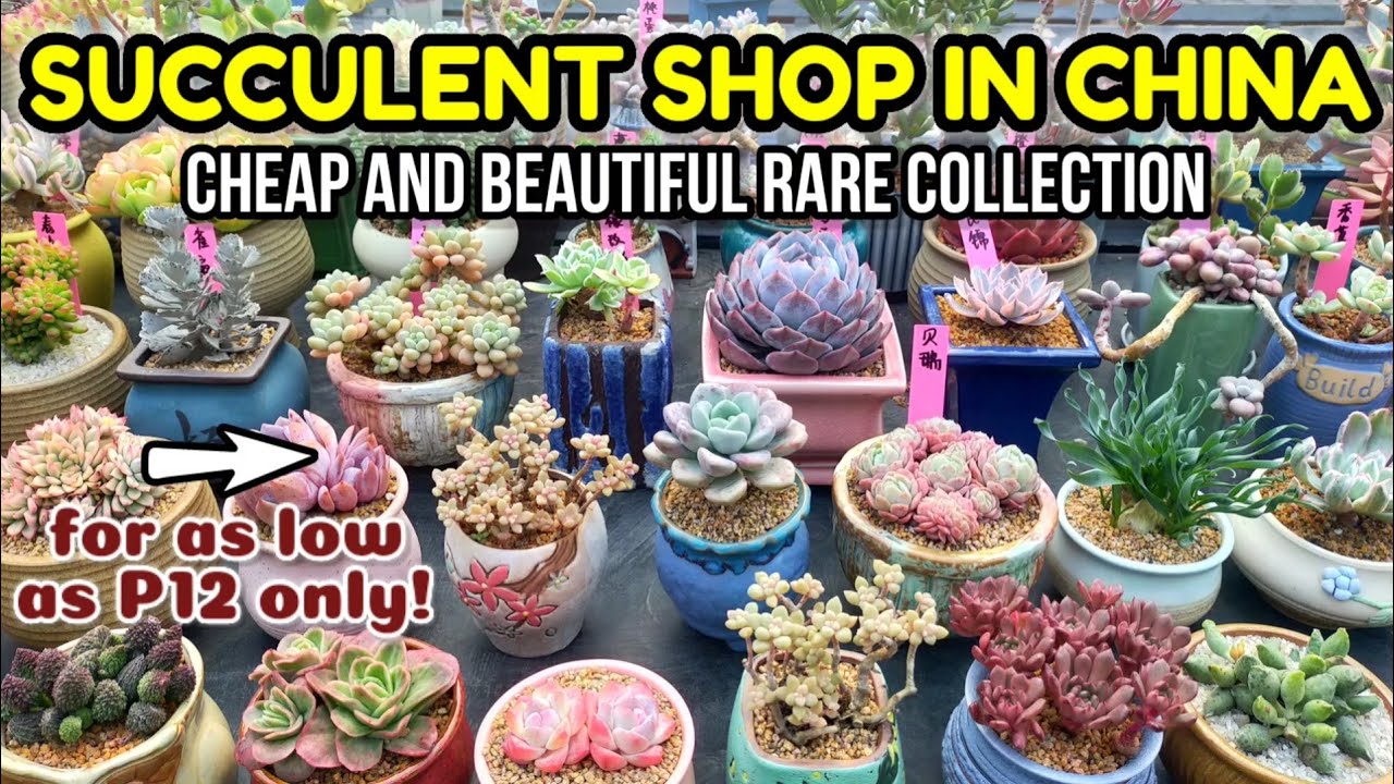 INSIDE A SUCCULENT STORE IN CHINA || Ang daming Maganda at Mura • 다육식물 多肉植物 Suculentas