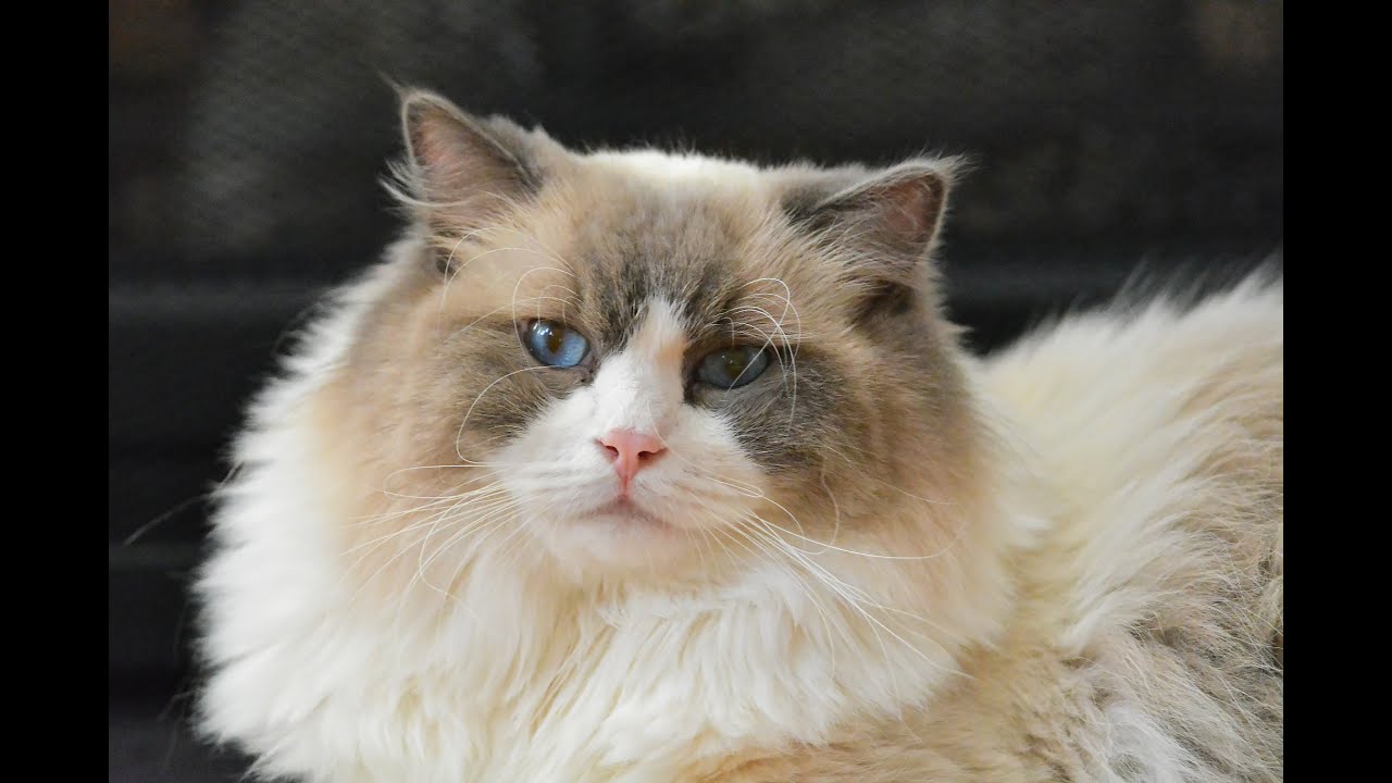 A typical Ragdoll morning