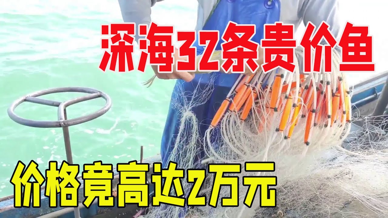 【深海捕鱼合集6】渔民出海捕获32条贵价鱼，卖了2万元，收鱼的老板比我们还高兴