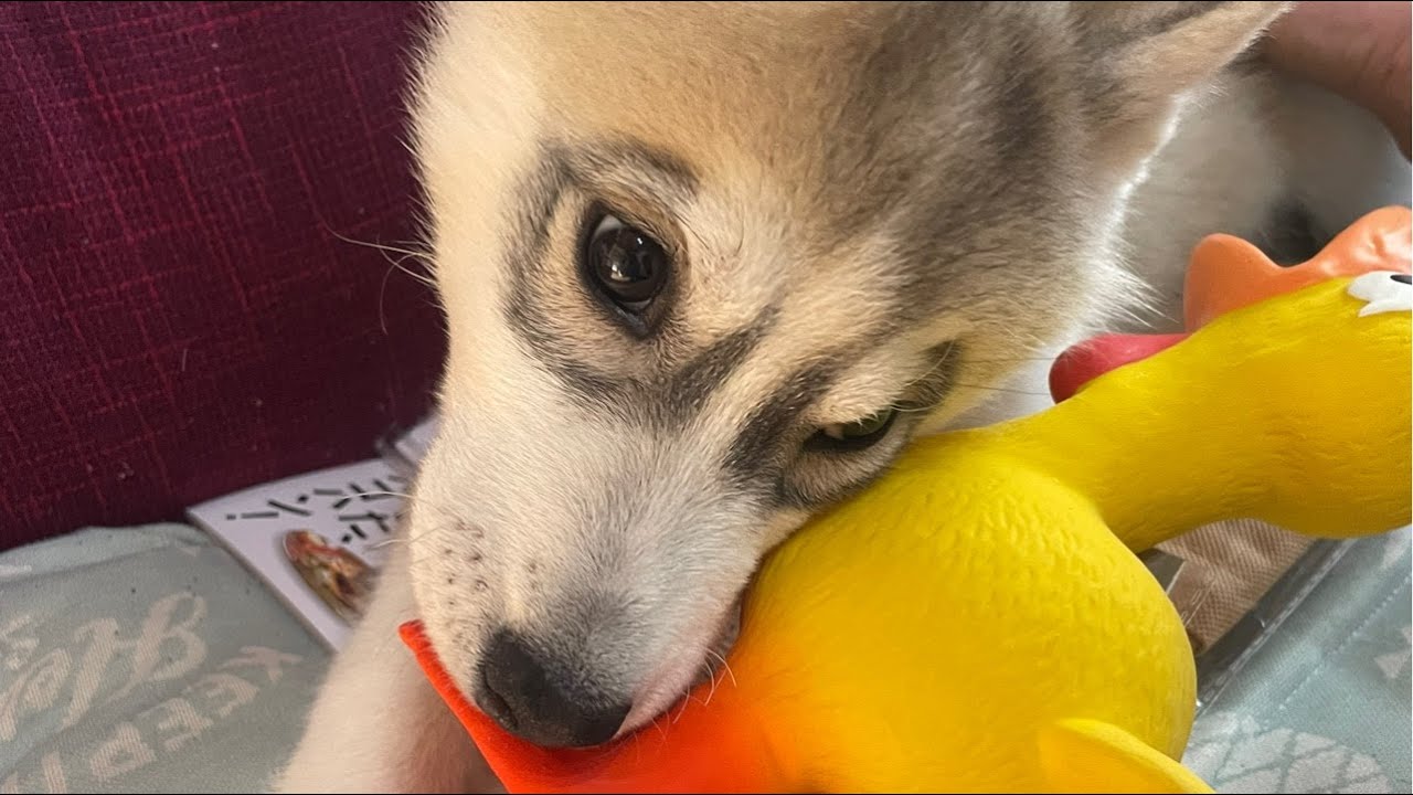 朝散歩🐕シベリアンハスキー5歳とパピー4ヶ月[だぁ～ちゃん＆ルナとハク君]