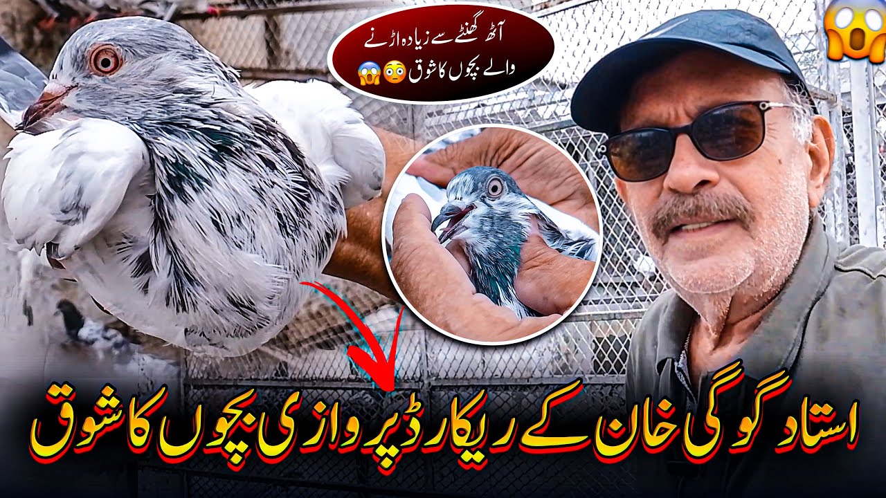 USTAD GOGI KHAN KAY RECORD PARWAZI BACHOON KA SHOQ | KABOOTAR | USTAD GOGI | KABUTARBAZI | PIGEON