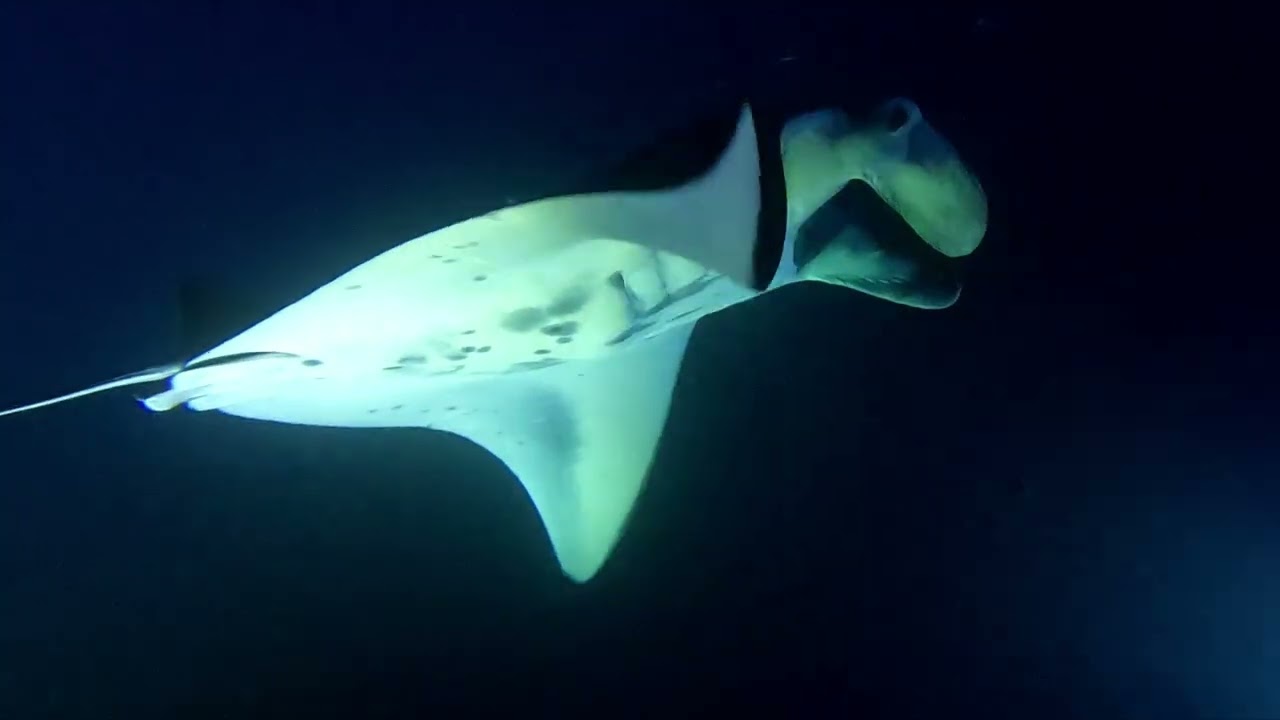 Manta Dive Kona Feb 2026
