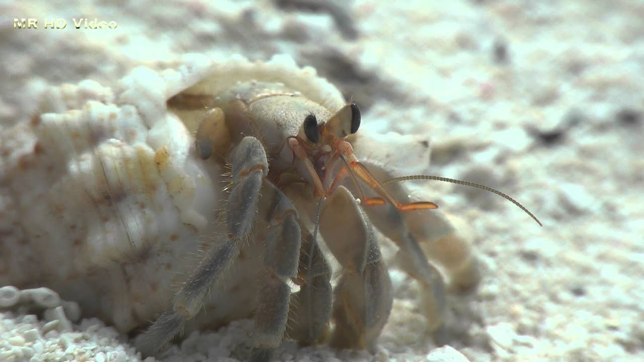 Einsiedlerkrebs - Das gro&szlig;e Krabbeln - Hermit Crab - the big crawl