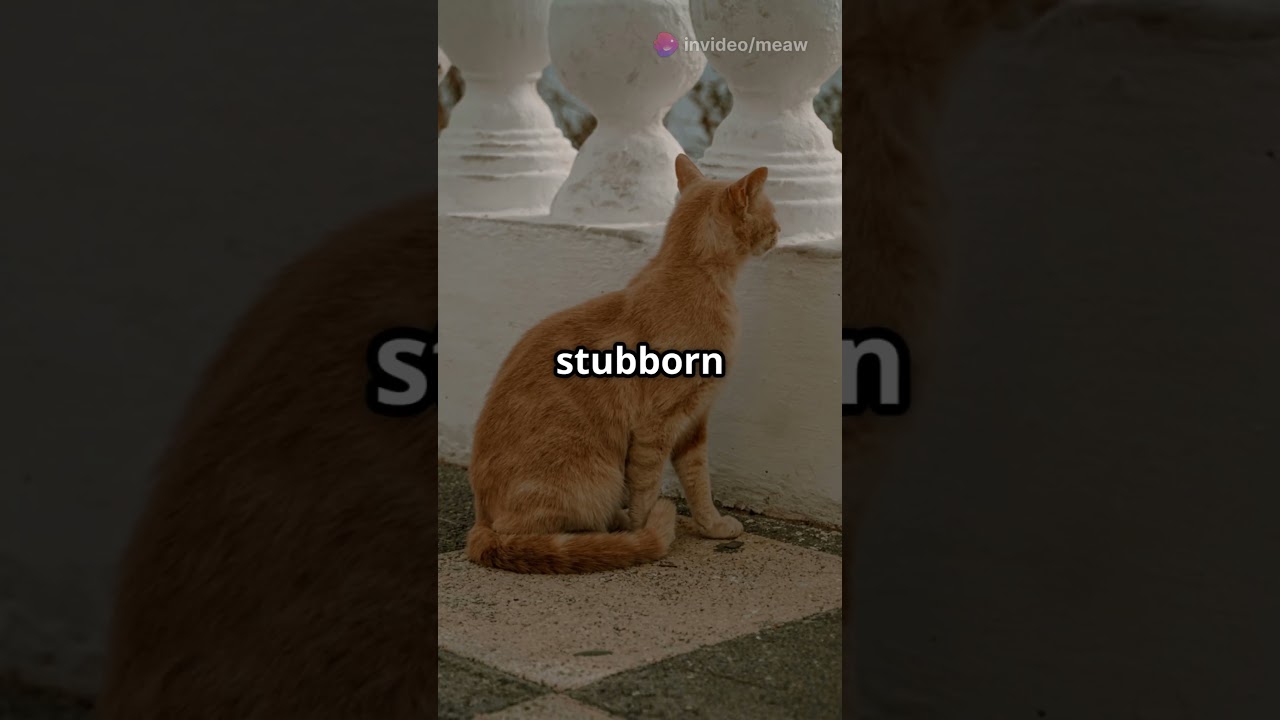 Discover Your Cat's Zodiac Personality!