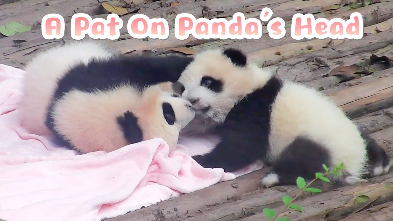 Who Can Resist Patting A Panda On Its Head? | iPanda