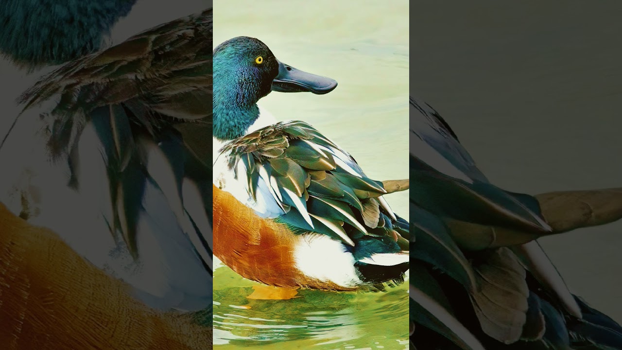 canard souchet #chant #oiseau