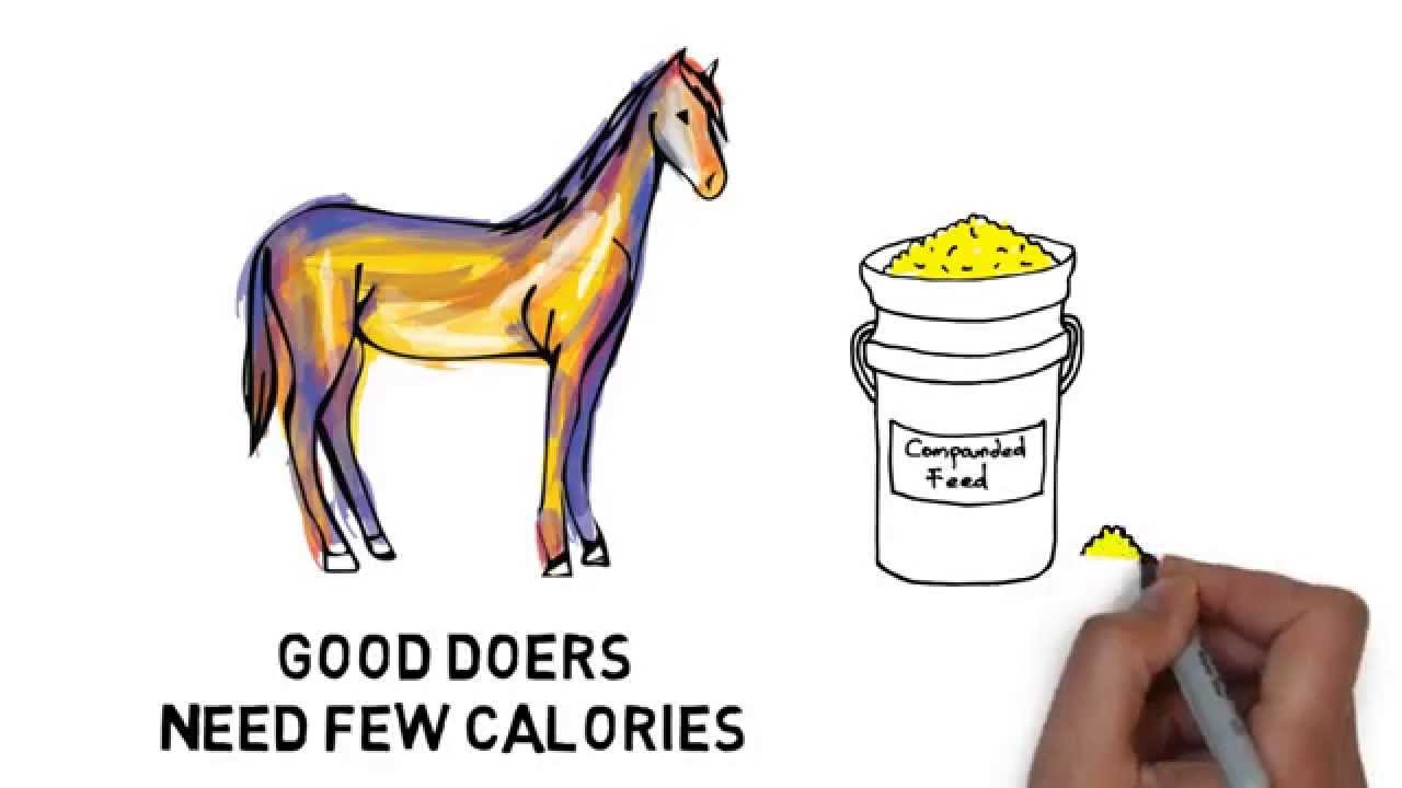 How to give your good doer horse a balanced diet