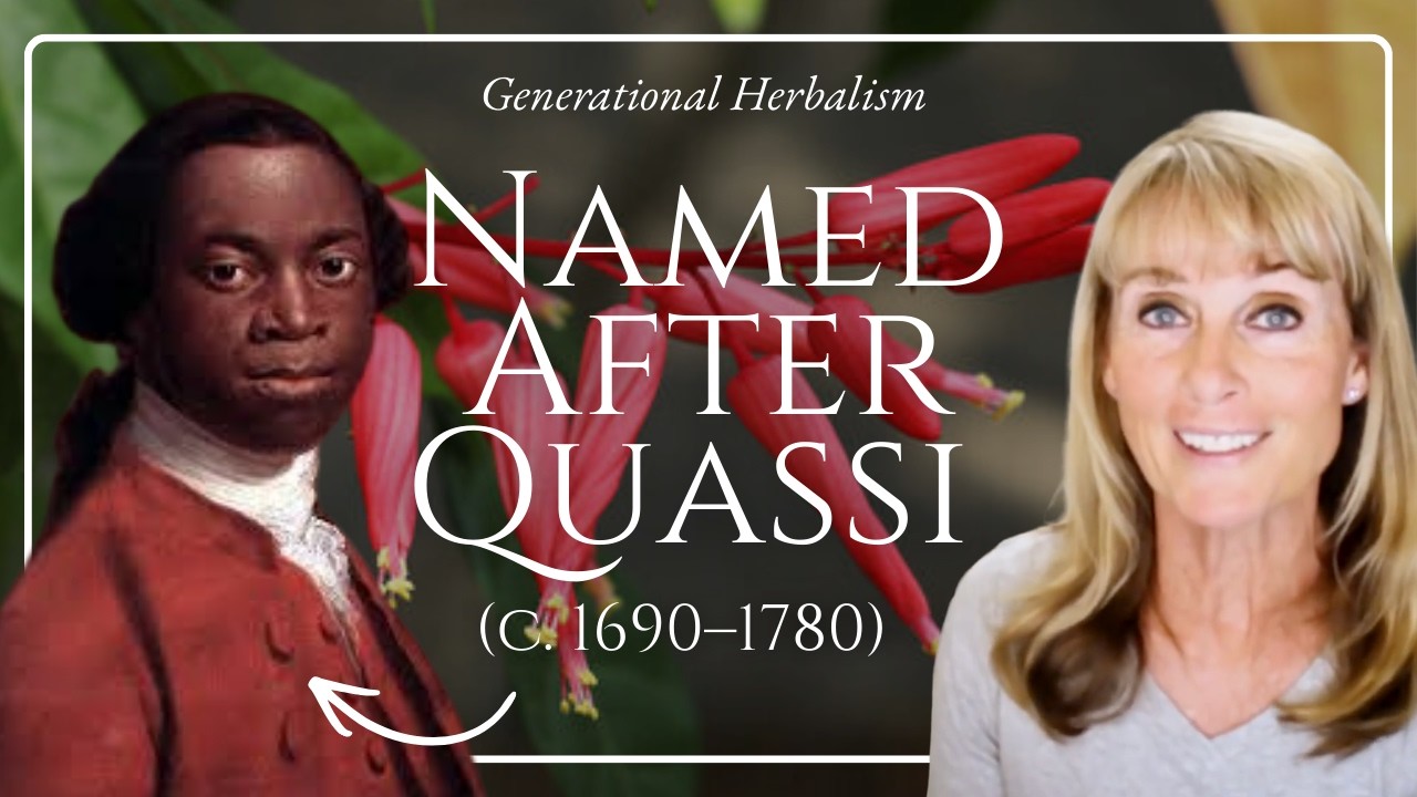 Quassia: The Rainforest Bitter I Use For Digestion | Generational Herbalism