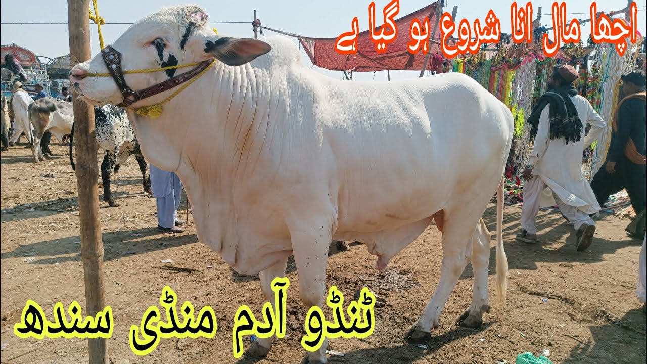Tando Adam Cattle Market update |MSCattleFarm|