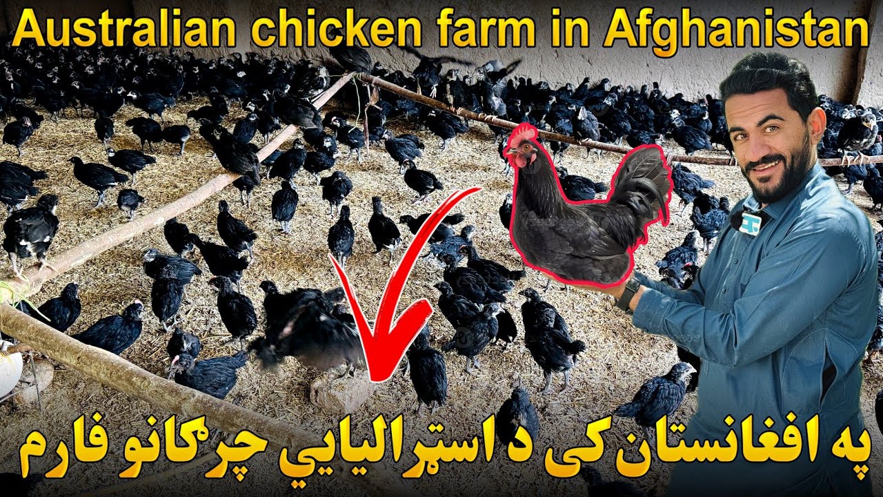 په افغانستان کی د اسټراليايي چرګانو فارم Australian chicken farm in Afghanistan