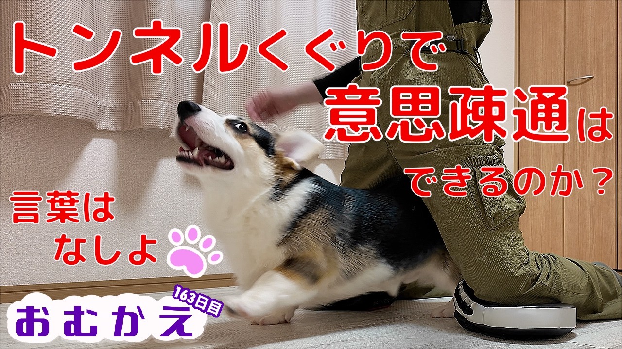 【コーギー】トンネルくぐりを練習中！言葉を使わず意思疎通はできるでしょうか？あとレインボースプリングでストレス発散！【生後七ヶ月のコーギー】