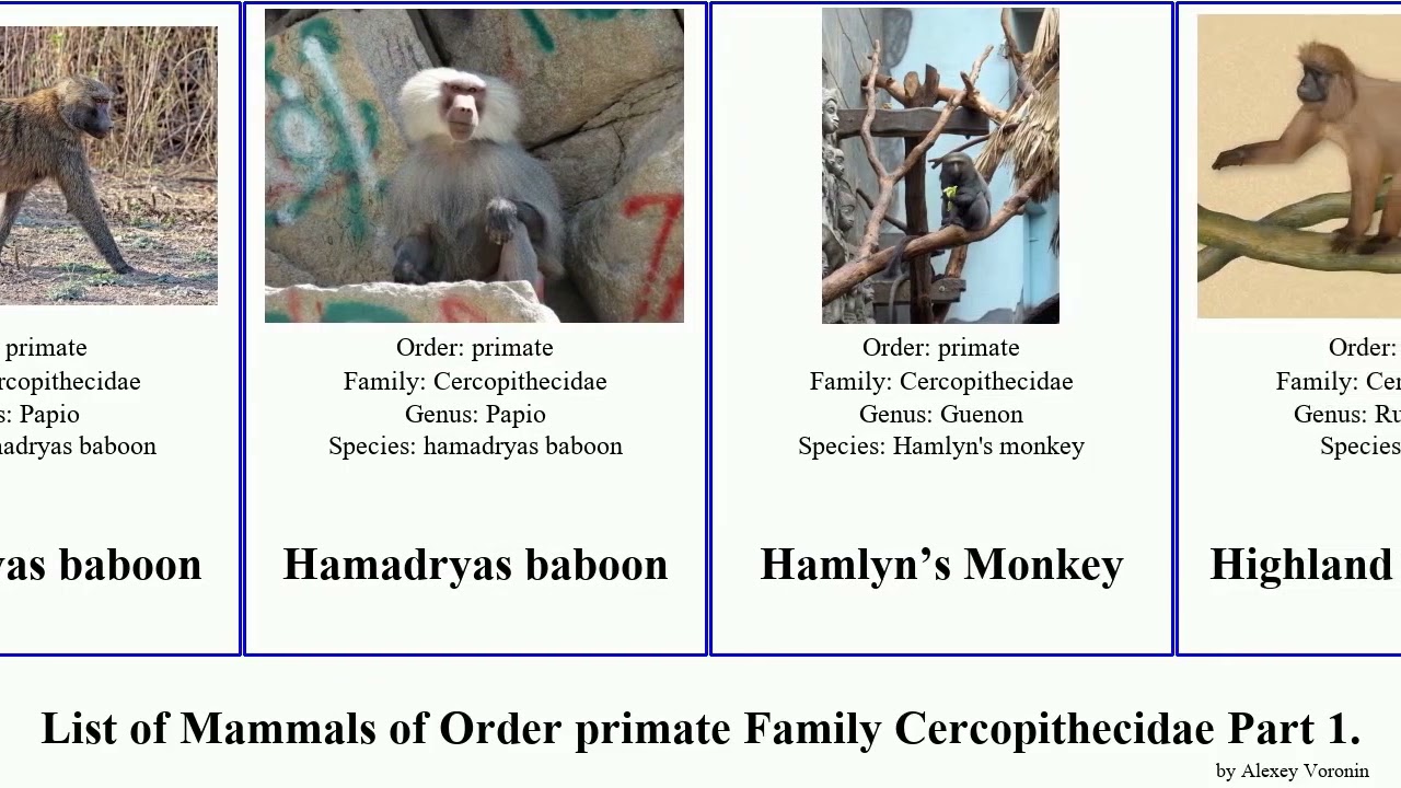 List of Mammals of Order primate Family Cercopithecidae Part 2. langur monkey macaque colobus rock