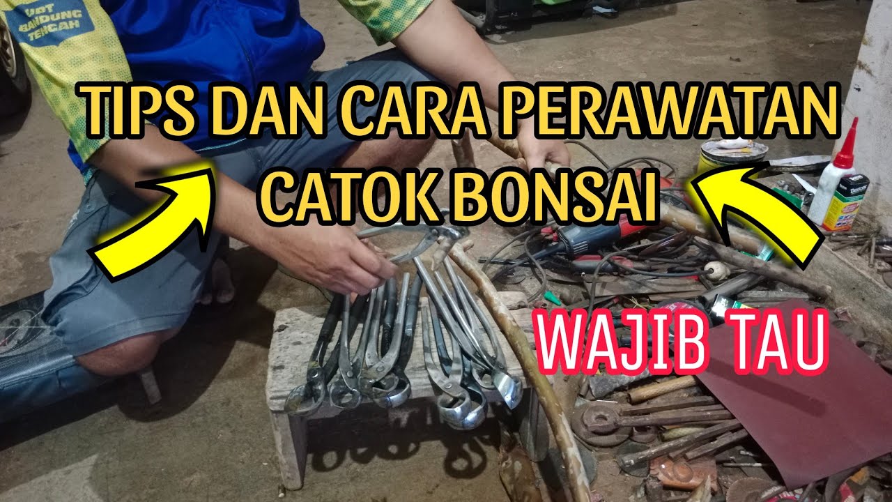 TIPS DAN CARA MENGASAH CATOK BONSAI (wajib tau)#bonsaiindonesia #tipsandtricks #catokbonsai#fyp