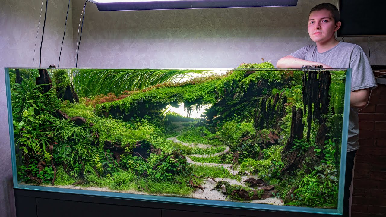 IAPLC 2025 rank 149 | Aquascape 138 cm setup | Акваскейп 138 см, поэтапное формирование