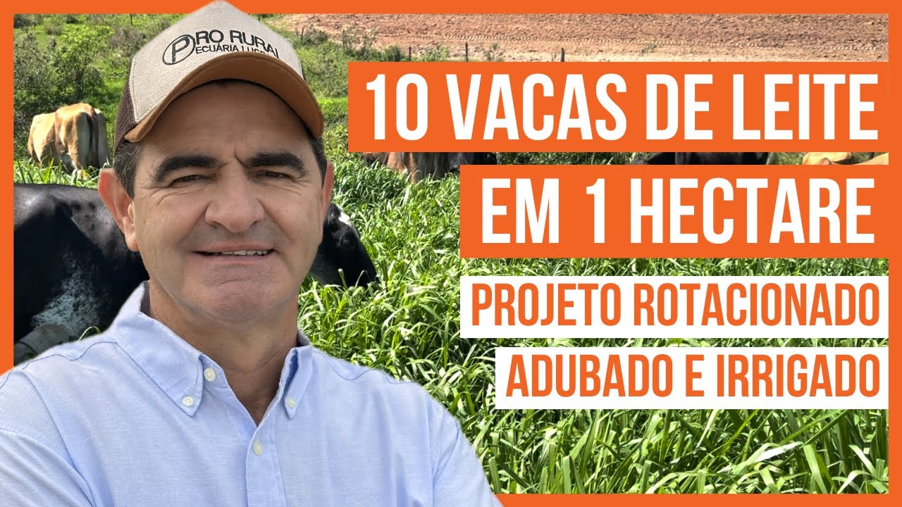 10 VACAS DE LEITE EM 1 HECTARE - PROJETO ROTACIONADO ADUBADO E IRRIGADO