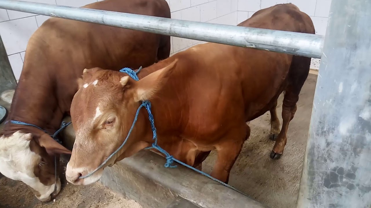 Cara buat jalur air urin dan air kotor buat kandang sapi