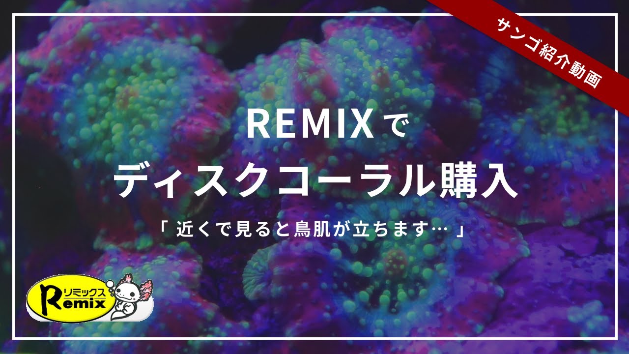【珍しい！？】リミックスさんでサンゴ購入しました！　mushroom coral