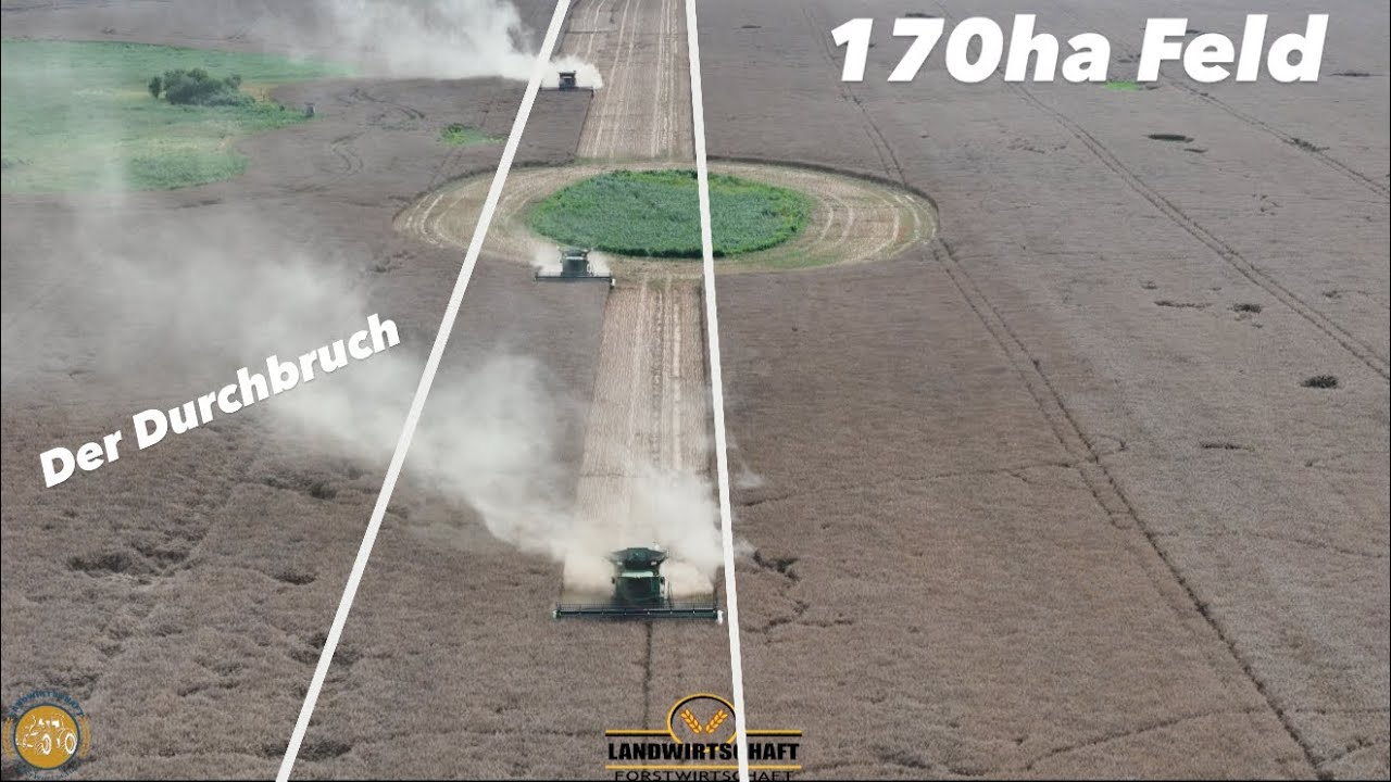 Der Durchbruch zu 3. 1,2km Lange Bahnen das 170ha Feld Raps Dreschen für Rapsöl Lebensmittel 2024