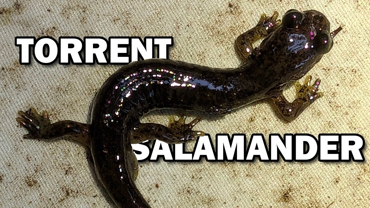 Torrent Salamander Life Unmoving 🦎 Animal Fact Files