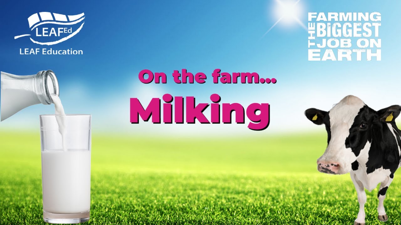On the farm – Milking