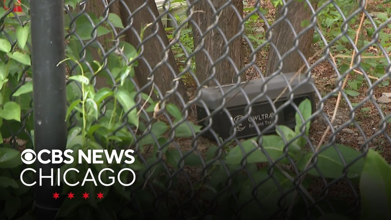 Rat nest has taken over park in Chicago's West Town community, neighbors say