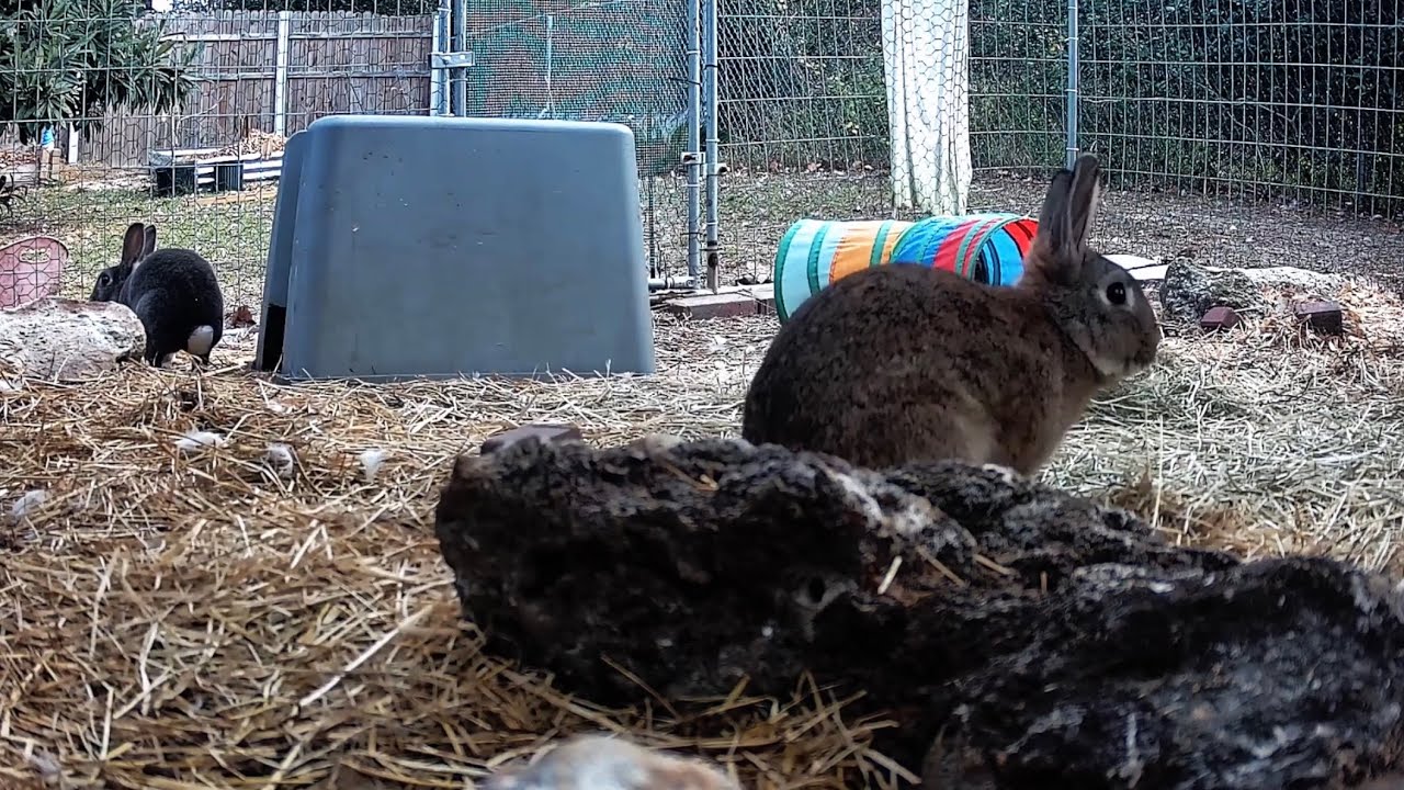 30 Minutes of Relaxing Bunnies 🐰 Calm Music for Stress Relief & Relaxation