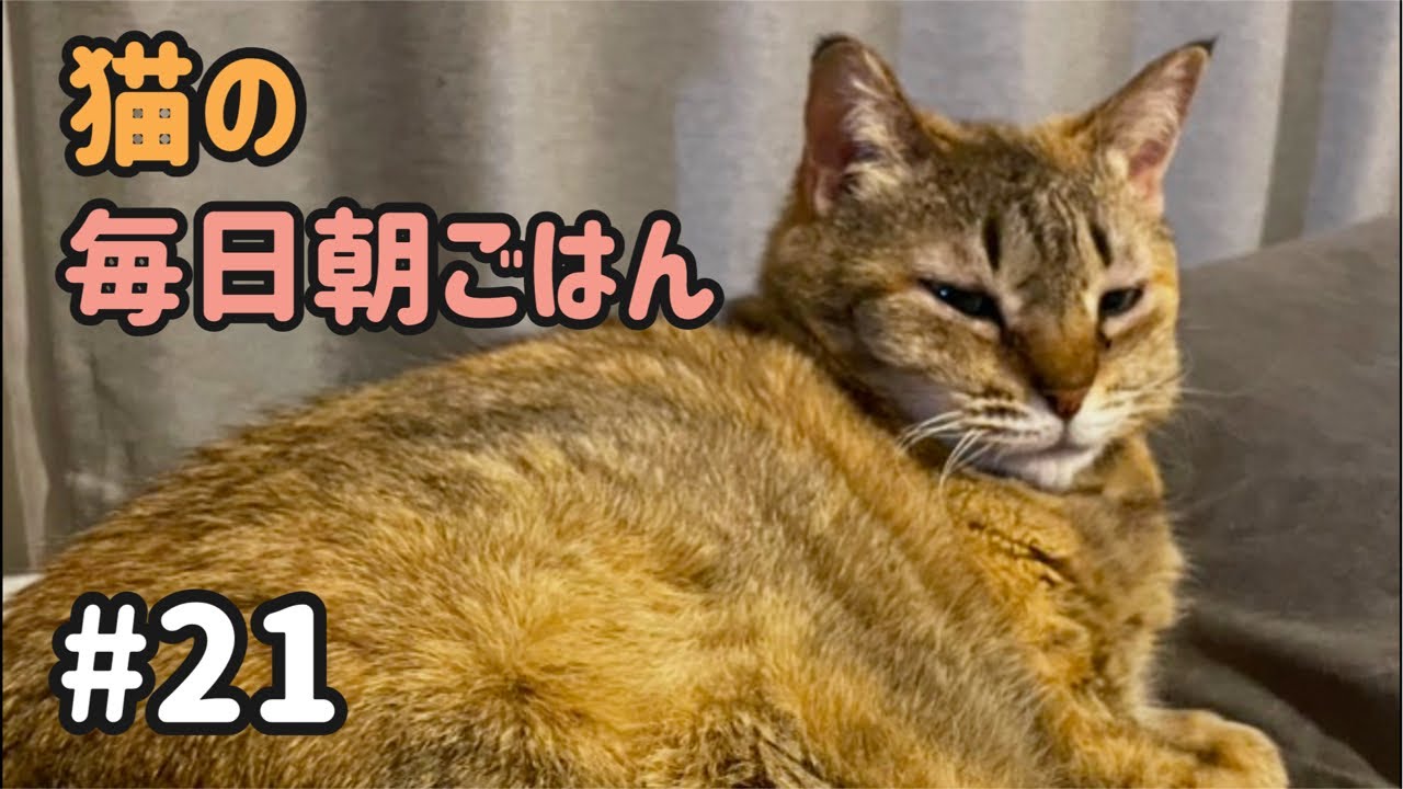猫の毎日朝ごはん生配信！【#21】 2026.2.5