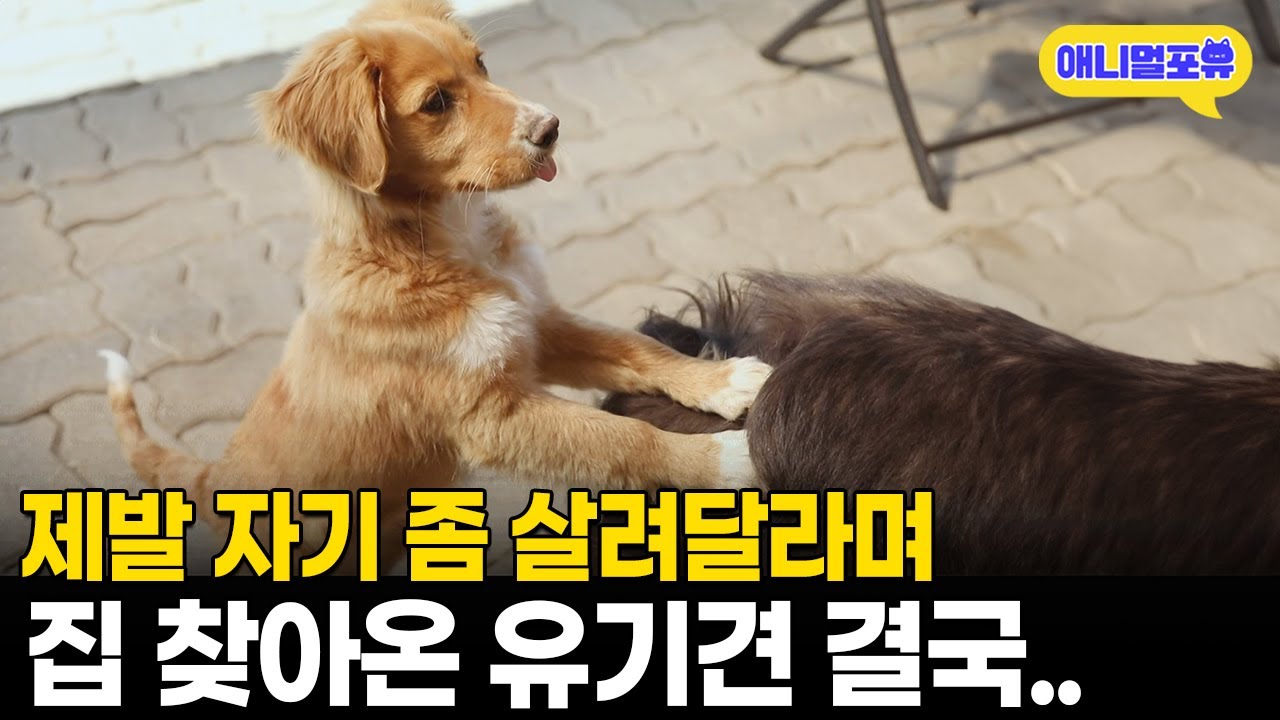 제발 나 좀 살려달라며 집까지 찾아온 천재 유기견 I KBS 동물극장 단짝 230527 방송