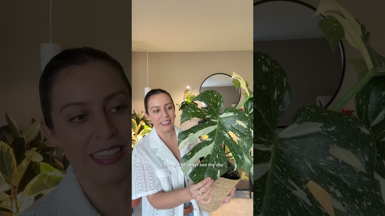 Monstera Thai constellations for $34.99!? Let&rsquo;s repot it! #monsteraplant #monsterathaiconstellation