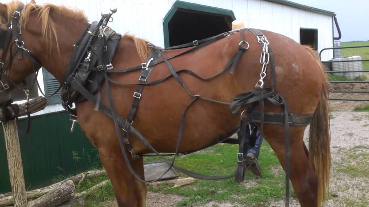 Off the GRID & Harnessing the draft horse