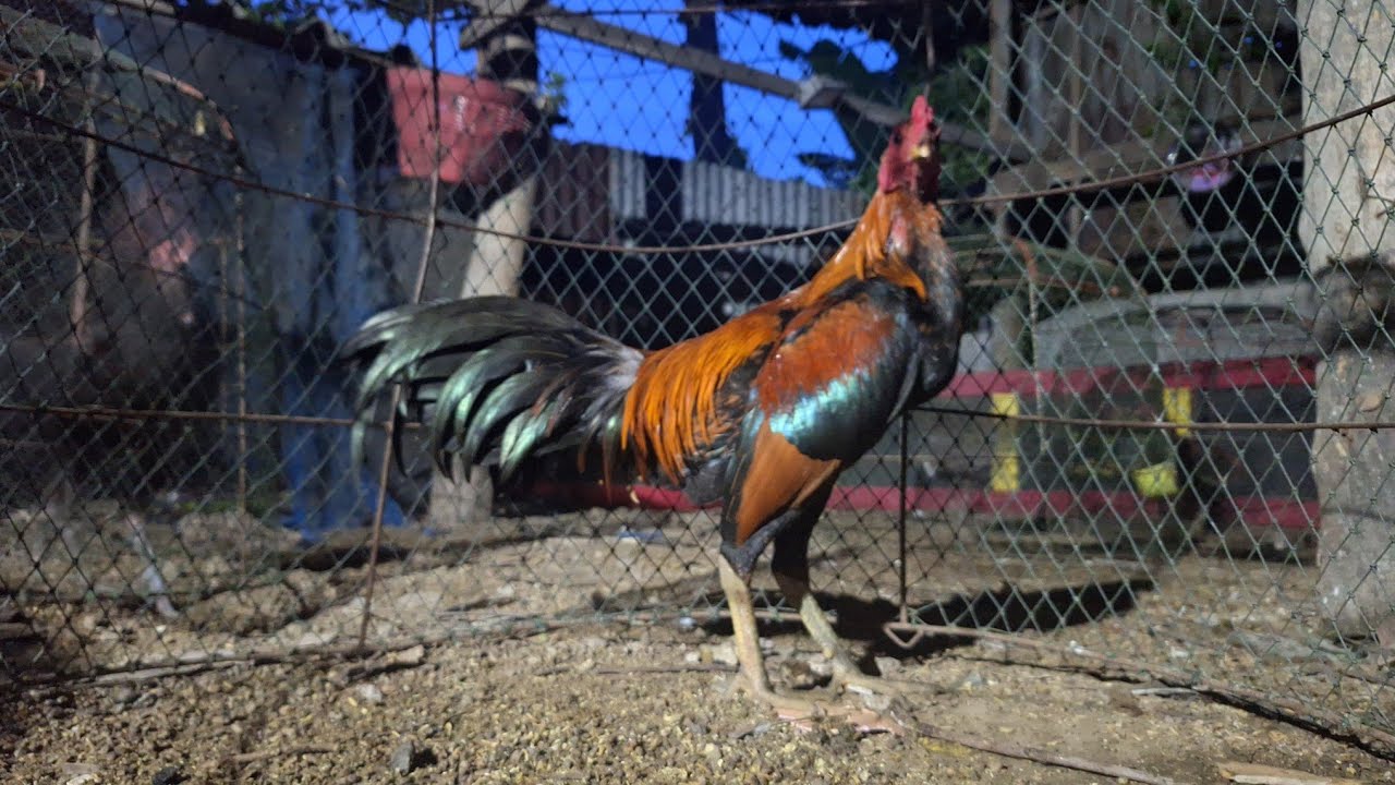 คัดไก่ออกสนาม#กล่อมไก่ใหม่