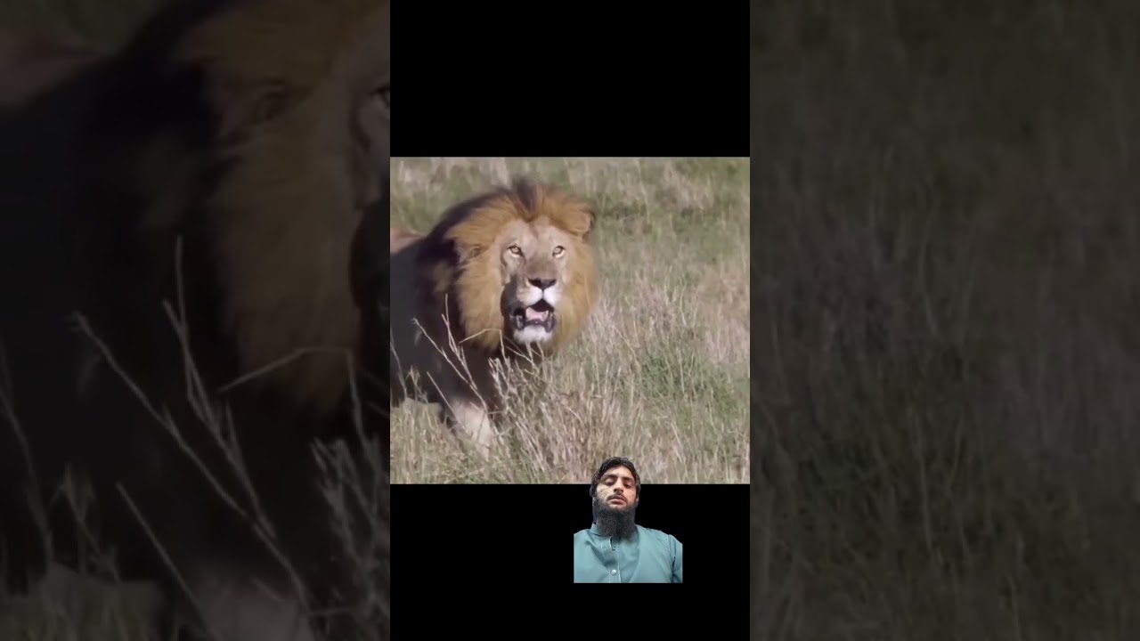 Cheatah protecting her cubs against a Lion 