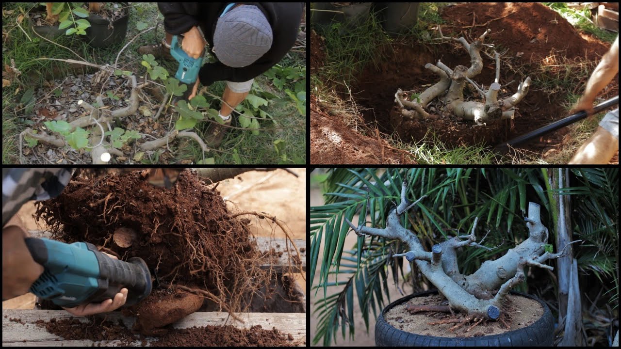 Figueira Monstro - Atualização / como Ela está hoje (Ficus carica) Yamadori - vídeo 2