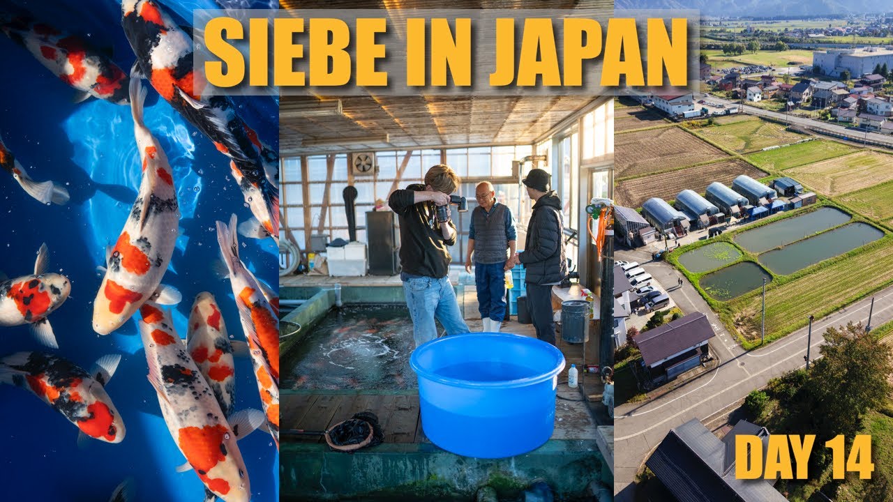 Sekiguchi Event & No.1 Maruhide Male | Siebe In Japan Day 14