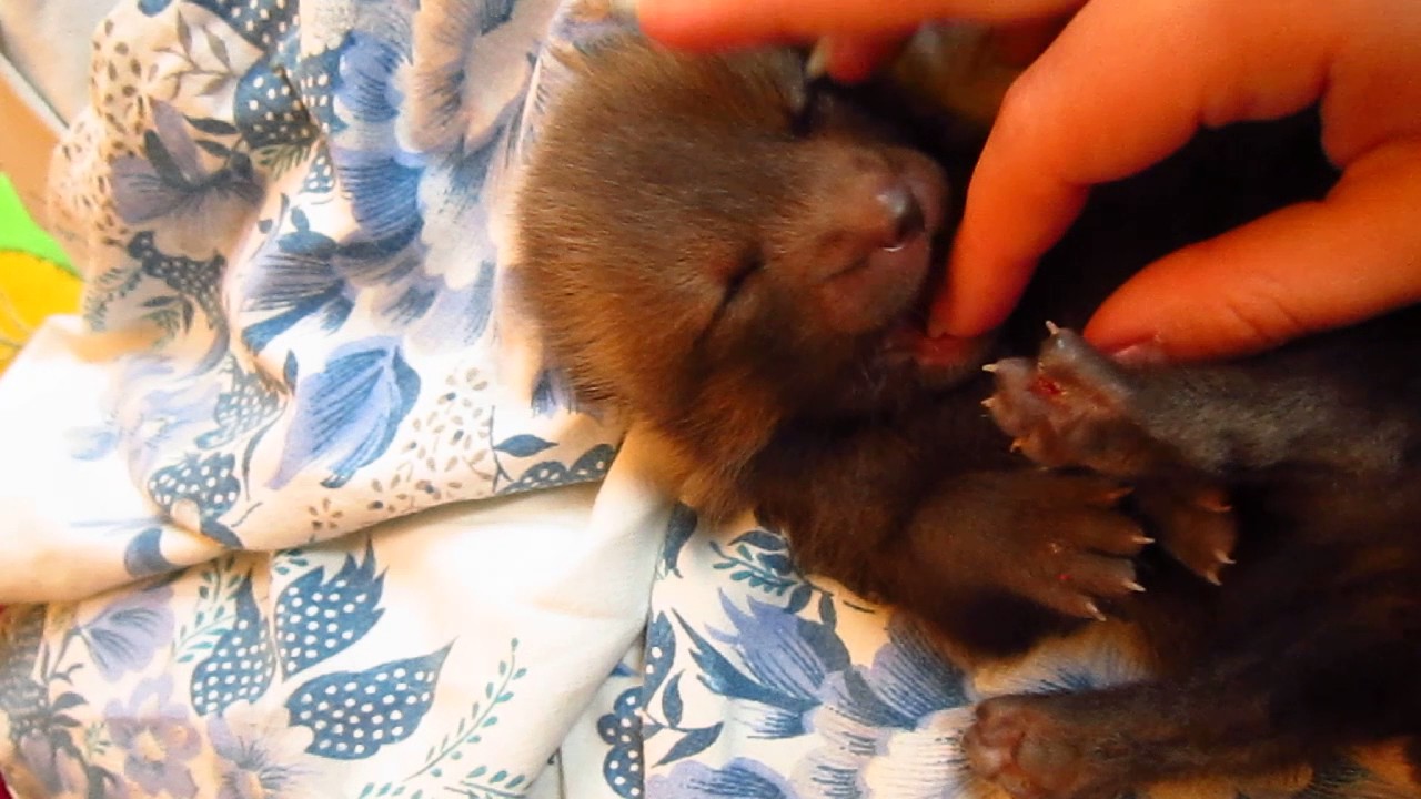 Pet Fox Kit - 11 days old
