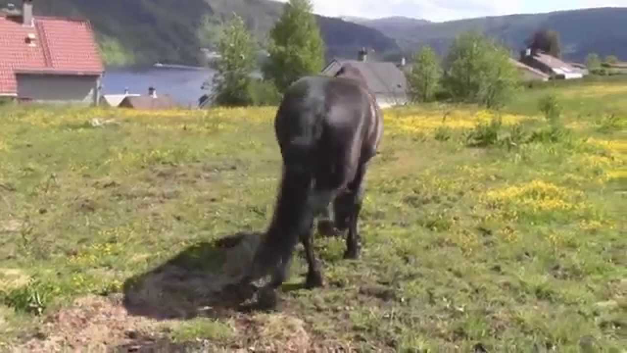 My horse go CRAZY! (Stunning moves!)