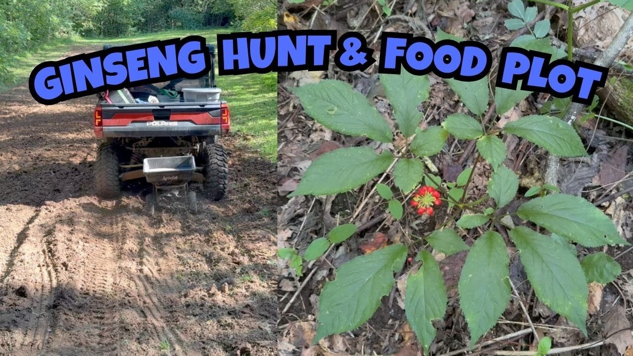 Ginseng Hunting And Wildlife Food Plots