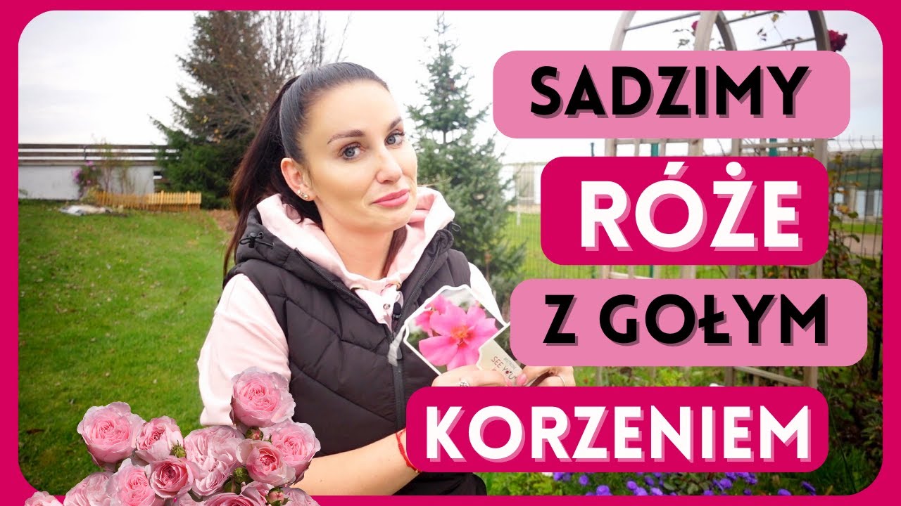 SADZĘ RÓŻE Z GOŁYM KORZENIEM - JESIENIĄ